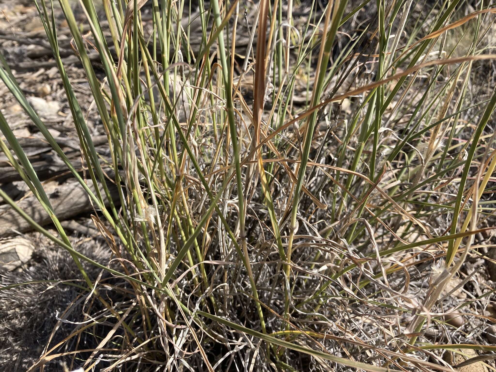 Imagem de Bothriochloa springfieldii (Gould) Parodi