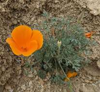 Image of San Benito poppy