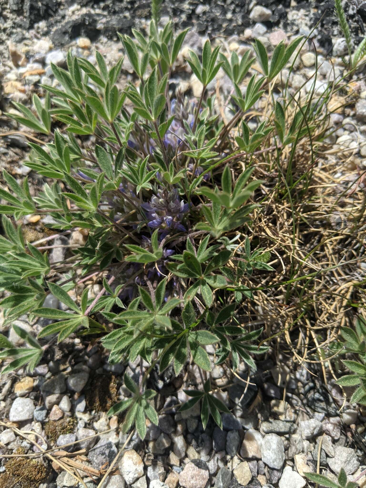 Image of stemless dwarf lupine