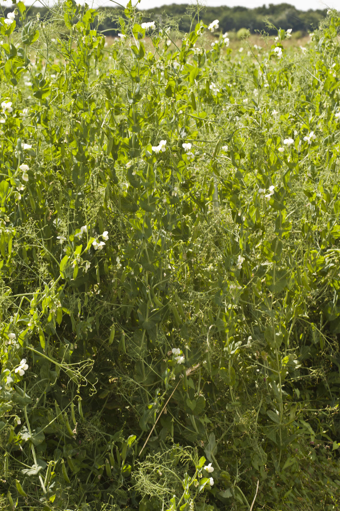 Image of Pisum sativum var. macrocarpum