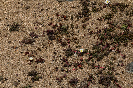 Image of Delosperma subpetiolatum L. Bol.