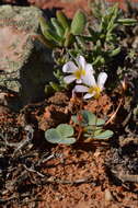 Sivun Oxalis magnifolia Dreyer, Roets & Oberl. kuva