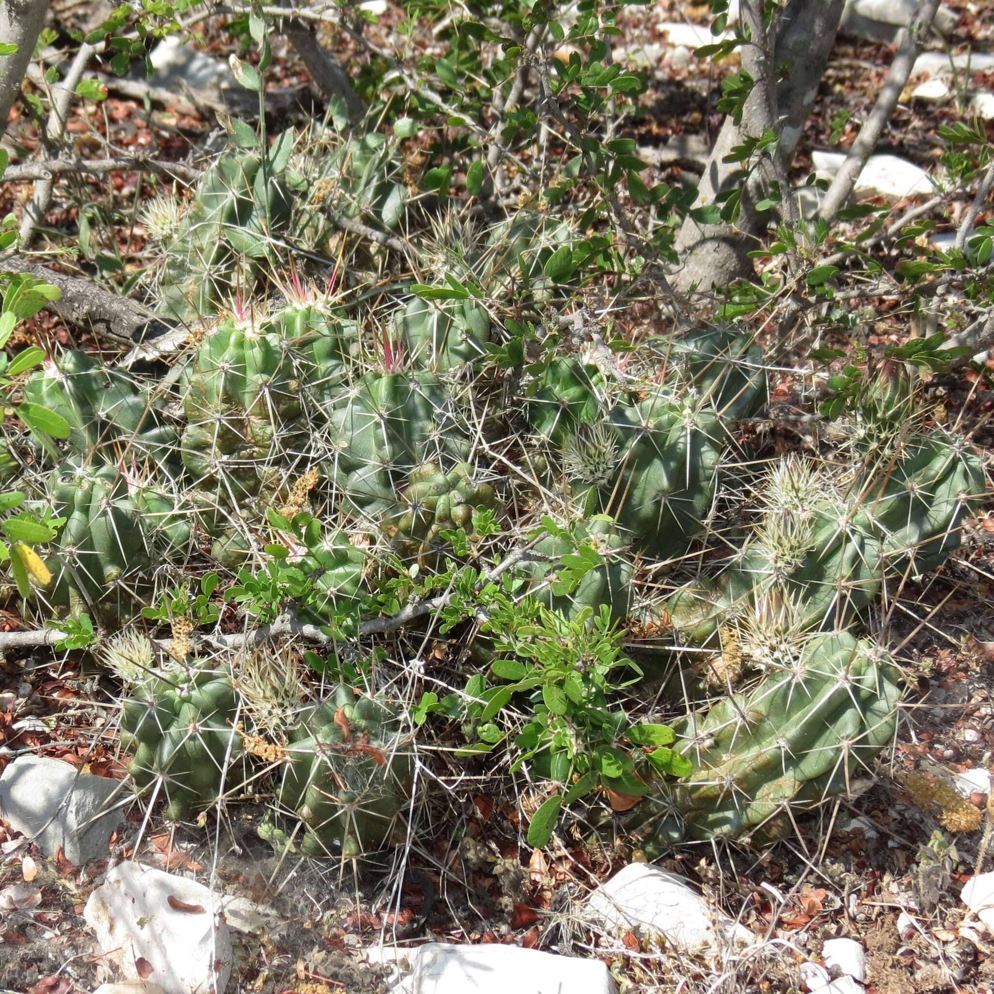 Image de Echinocereus enneacanthus subsp. brevispinus (W. O. Moore) N. P. Taylor