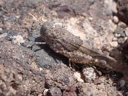 Image de Sphingonotus (Neosphingonotus) pachecoi (Bolívar & I. 1908)