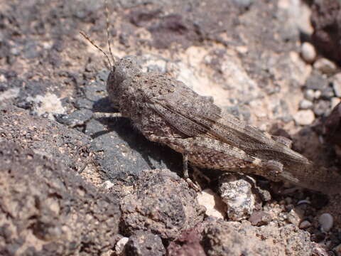 Image of Sphingonotus (Neosphingonotus) pachecoi (Bolívar & I. 1908)