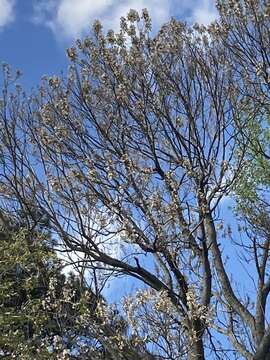 Image of Paulownia fortunei (Seem.) Hemsl.