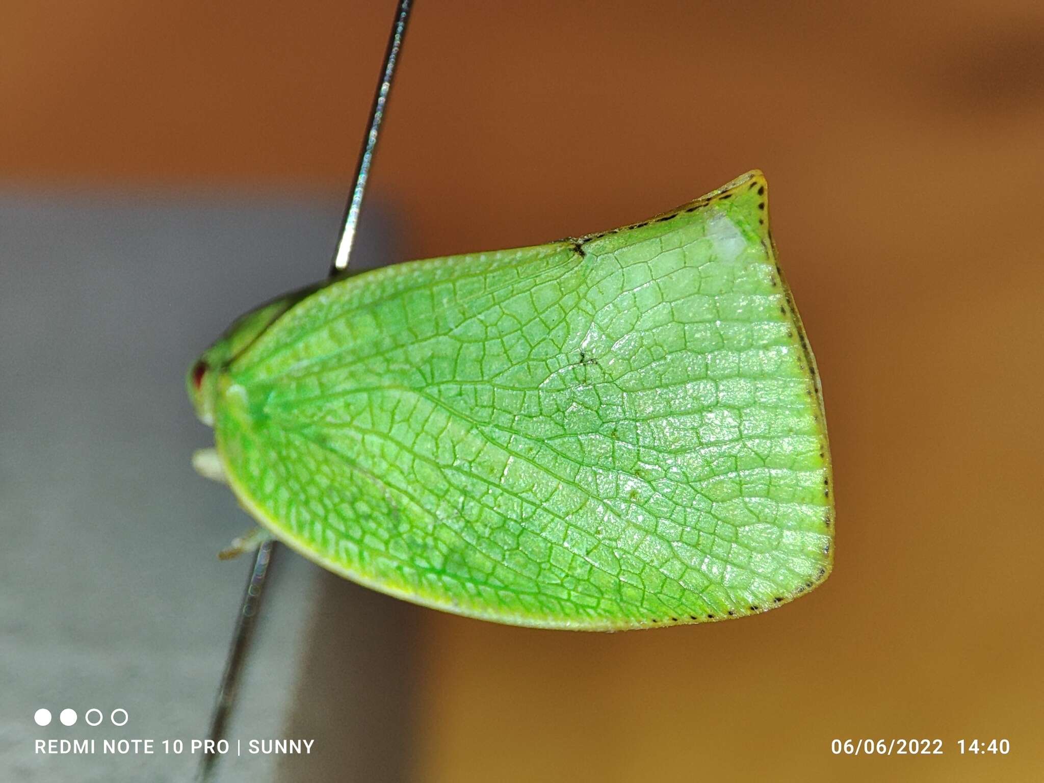 Image of Phyllyphanta declivis (Jacobi 1941)