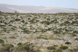 Image of Baja California pronghorn