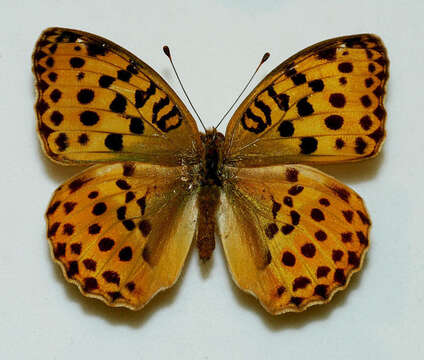 Image of Argynnis laodice