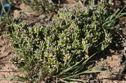 Imagem de Ruschia cymbifolia (Haw.) L. Bol.