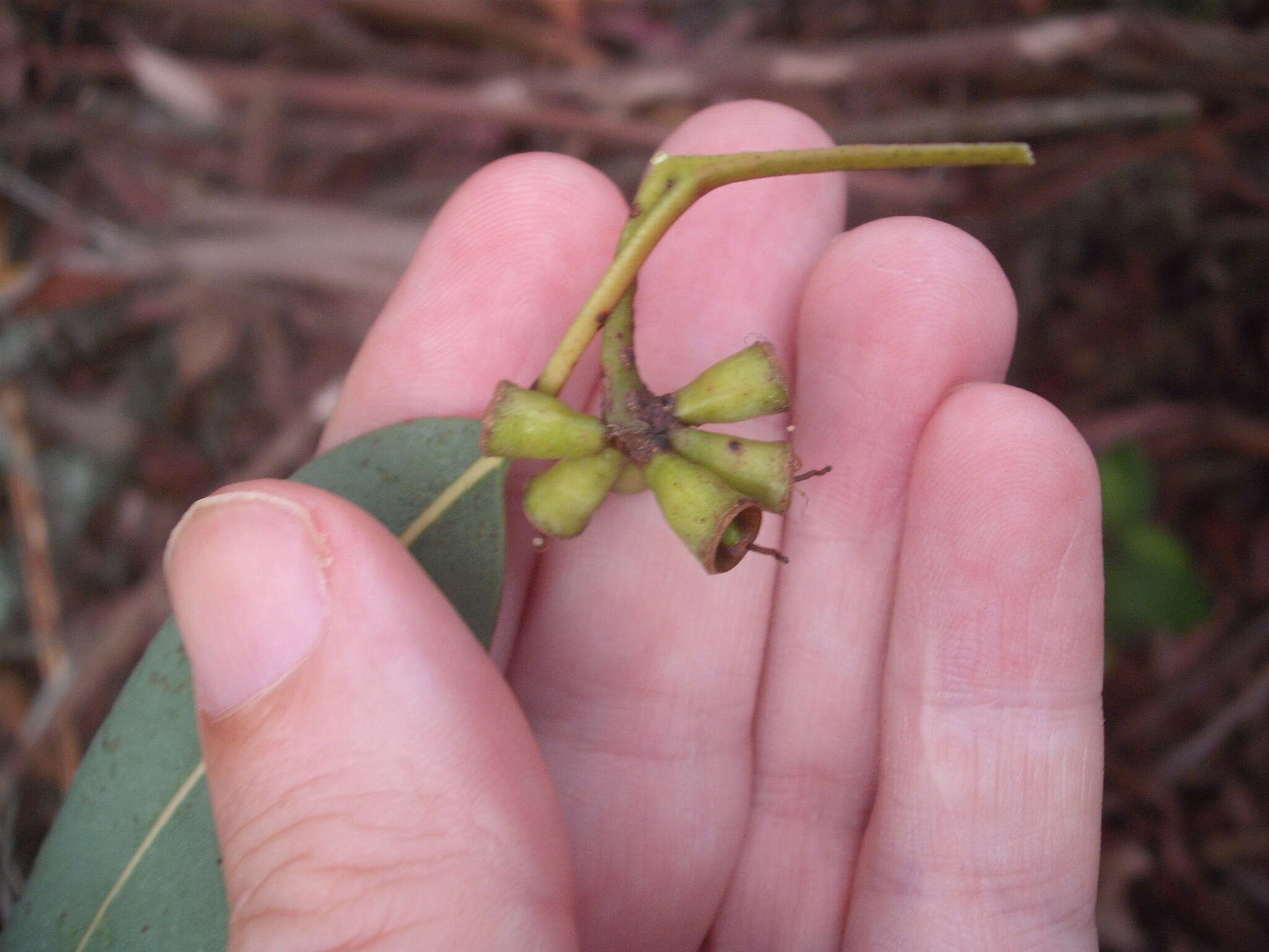 Слика од Eucalyptus saligna Sm.