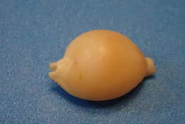 Image of treblespotted cowrie