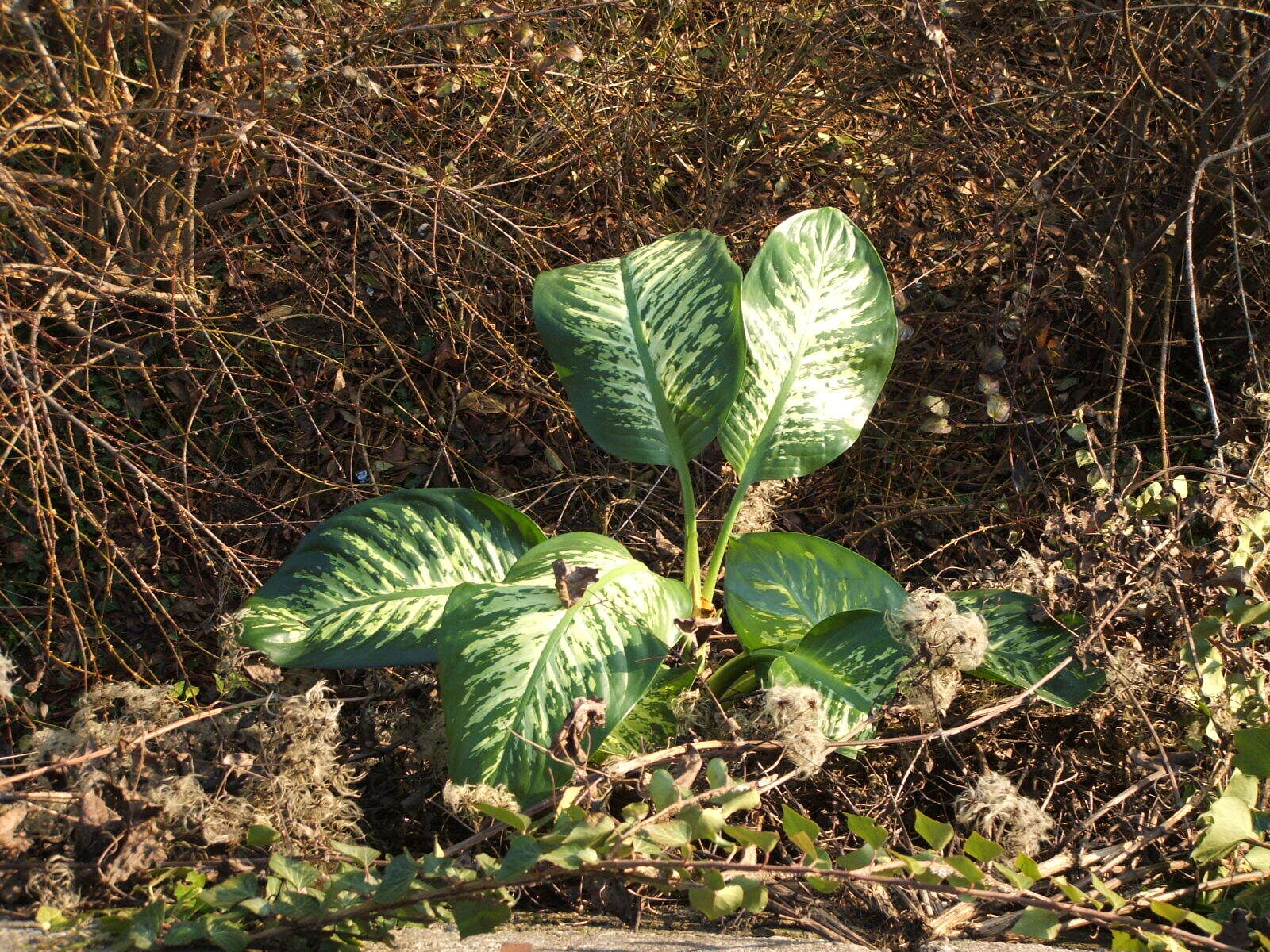 Image of dumbcane