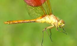 Image of Saffron-winged Meadowhawk