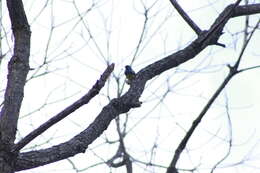 Image of Turquoise Tanager