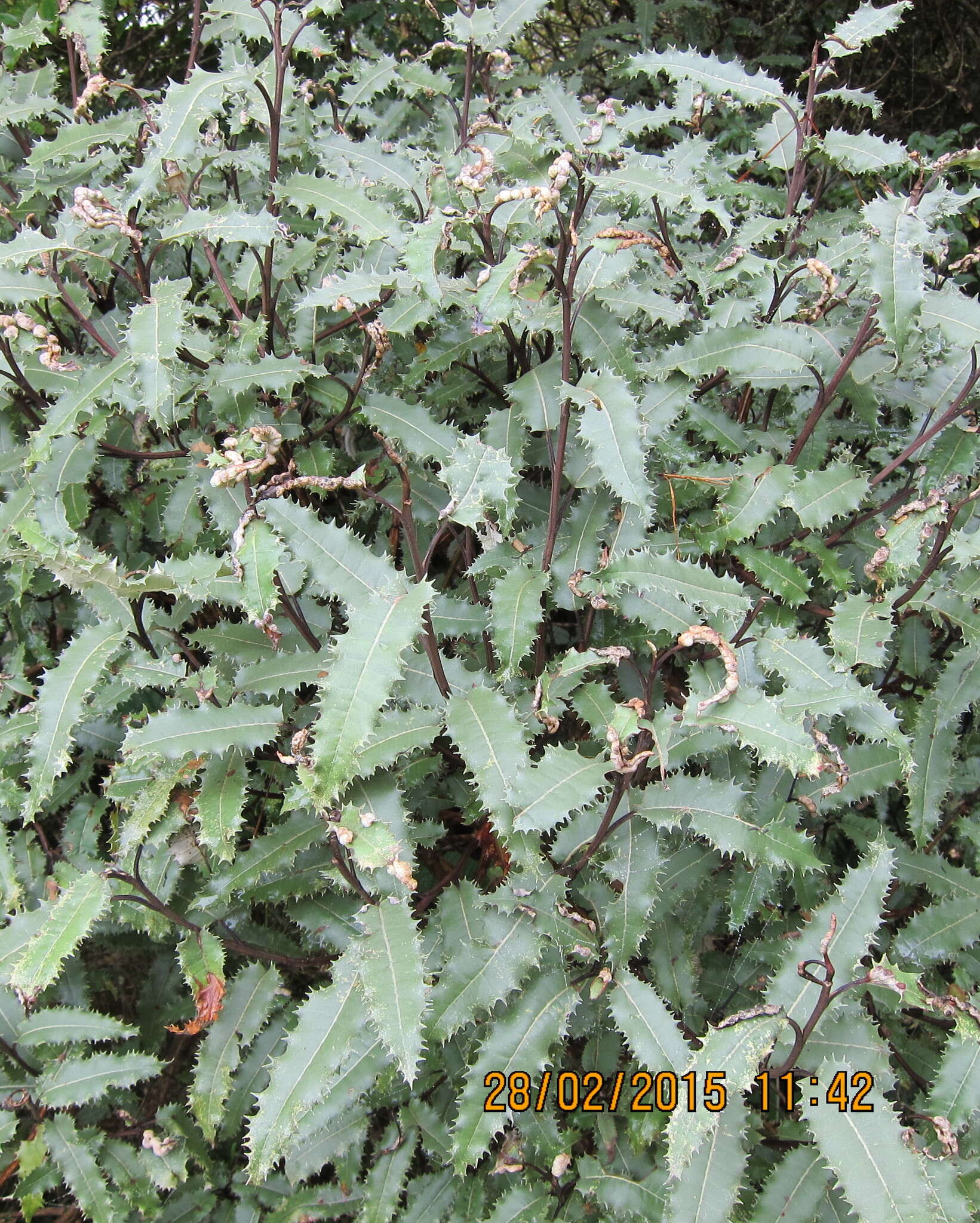 Image of Trioza doryphora (Maskell 1880)