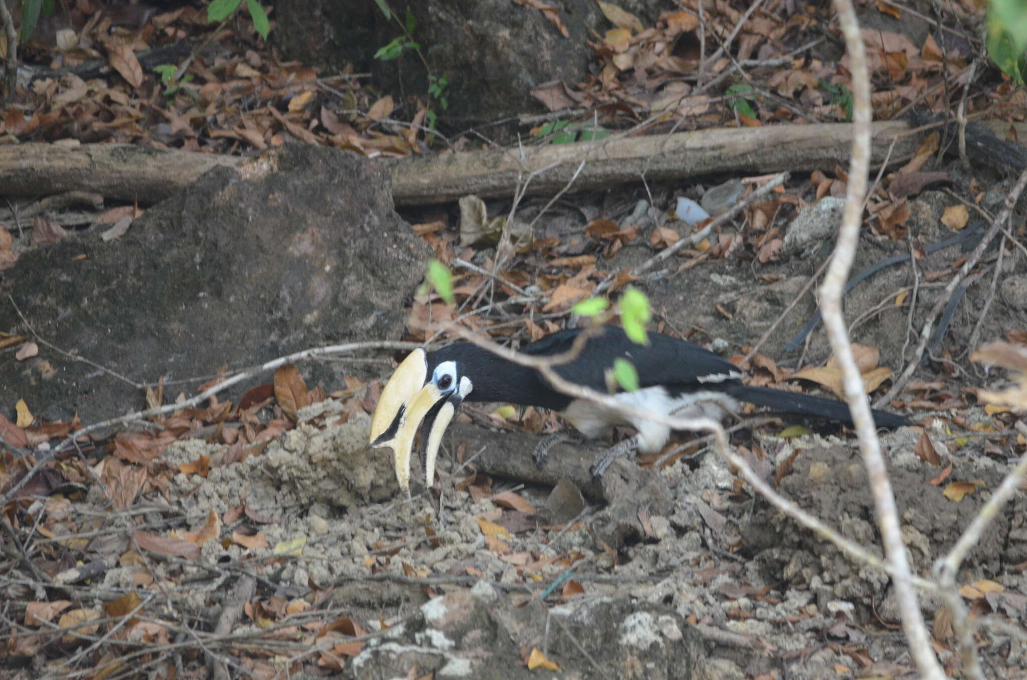 Image of Oriental Pied Hornbill