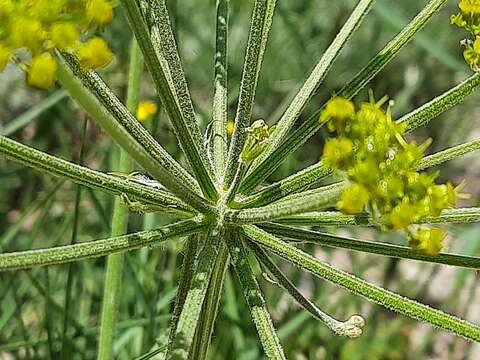 Image of Zosima absinthifolia (Vent.) Link