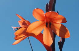 Image of Watsonia tabularis J. W. Mathews & L. Bolus