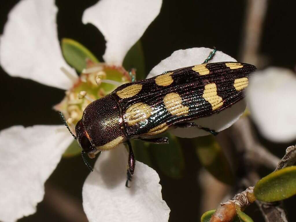 Image of Castiarina decemmaculata (Kirby 1818)