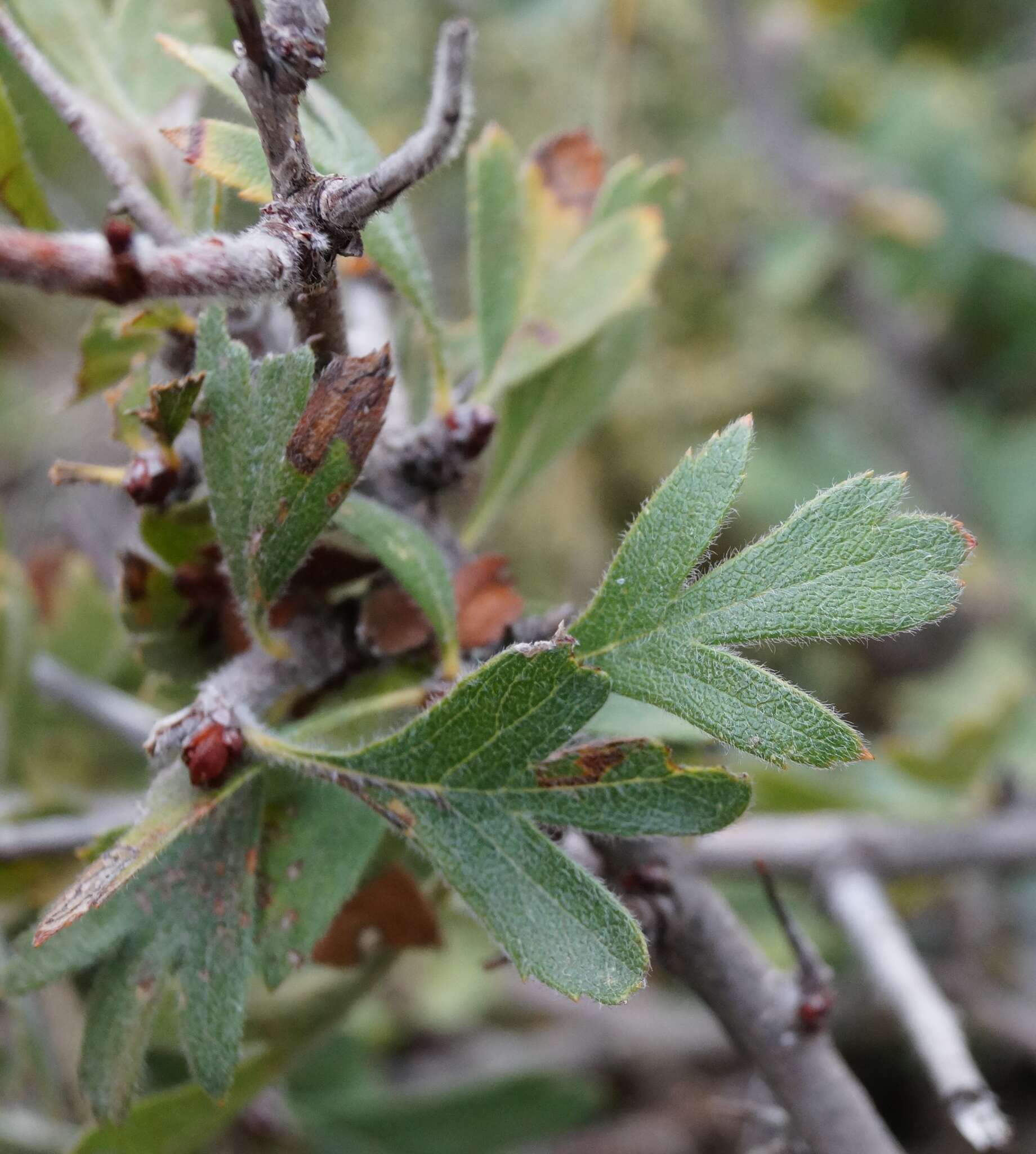 Image of Crataegus orientalis subsp. pojarkovae (Kossych) J. I. Byatt