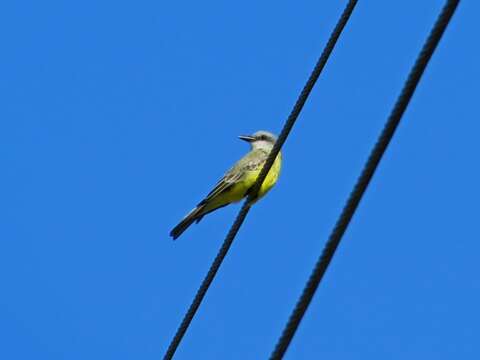 Image of Tropical Kingbird