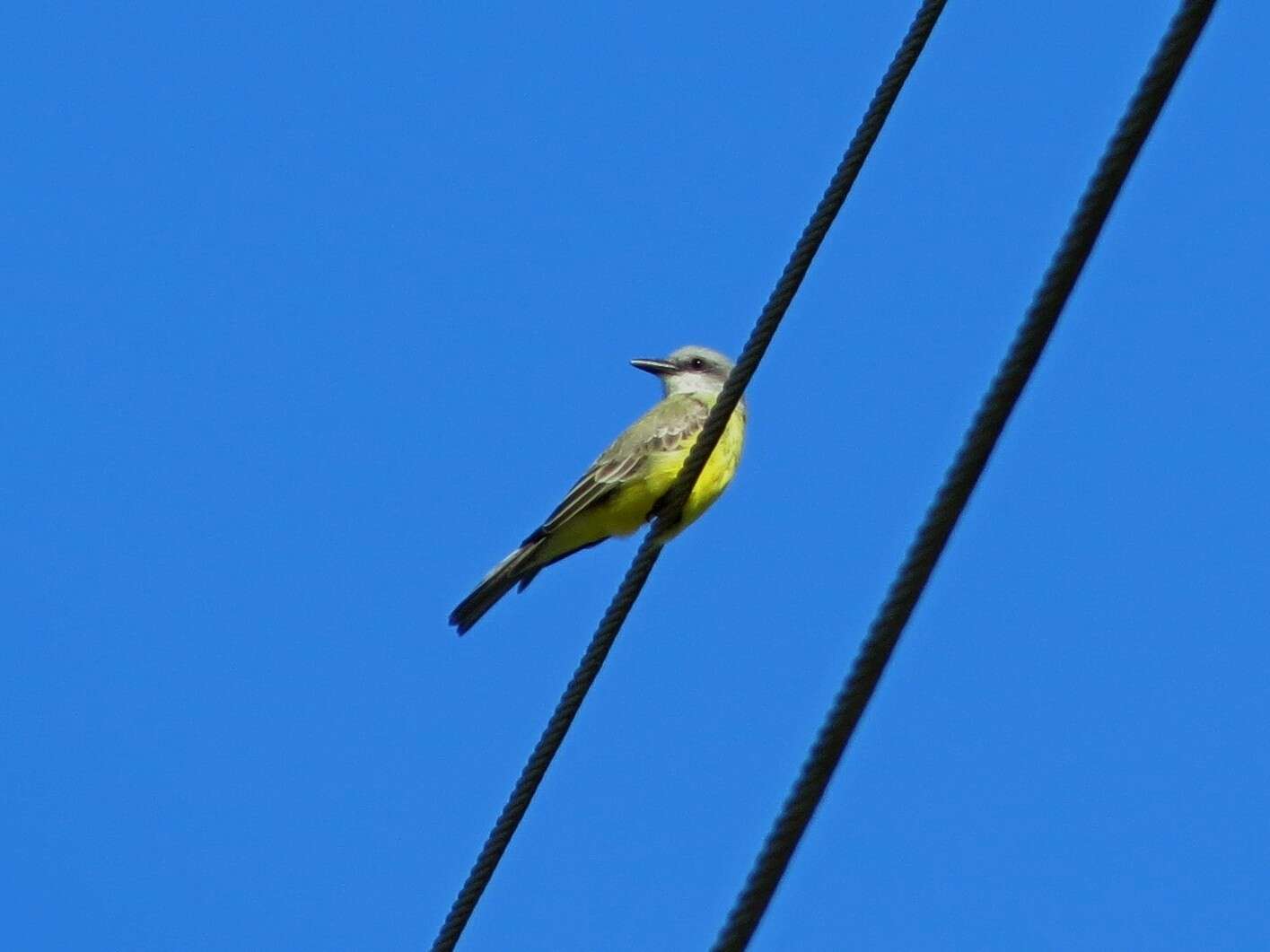 Image of Tropical Kingbird