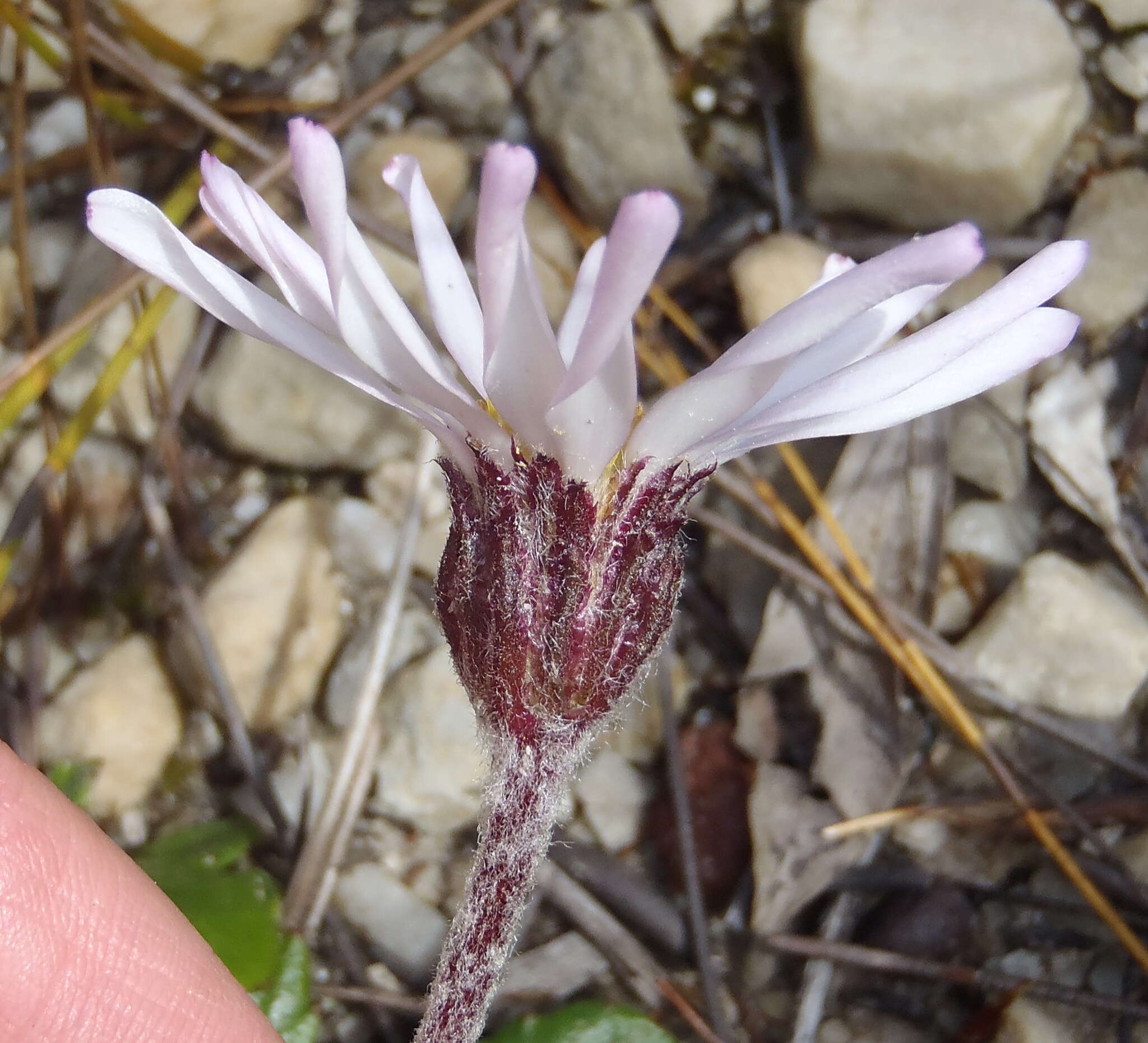 Image of Zyrphelis crenata (Thunb.) Kuntze