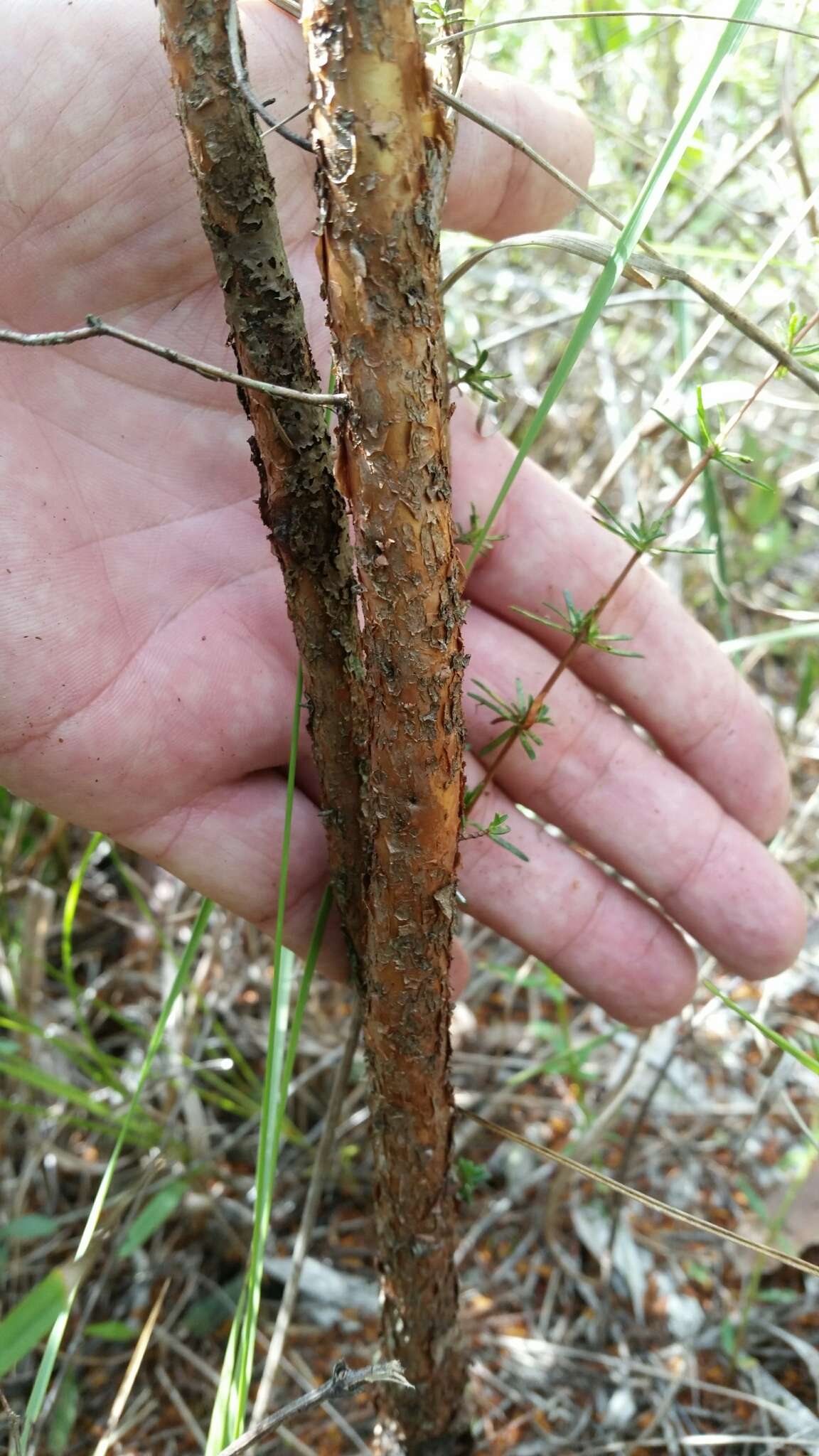 Image of Hypericum limosum Griseb.