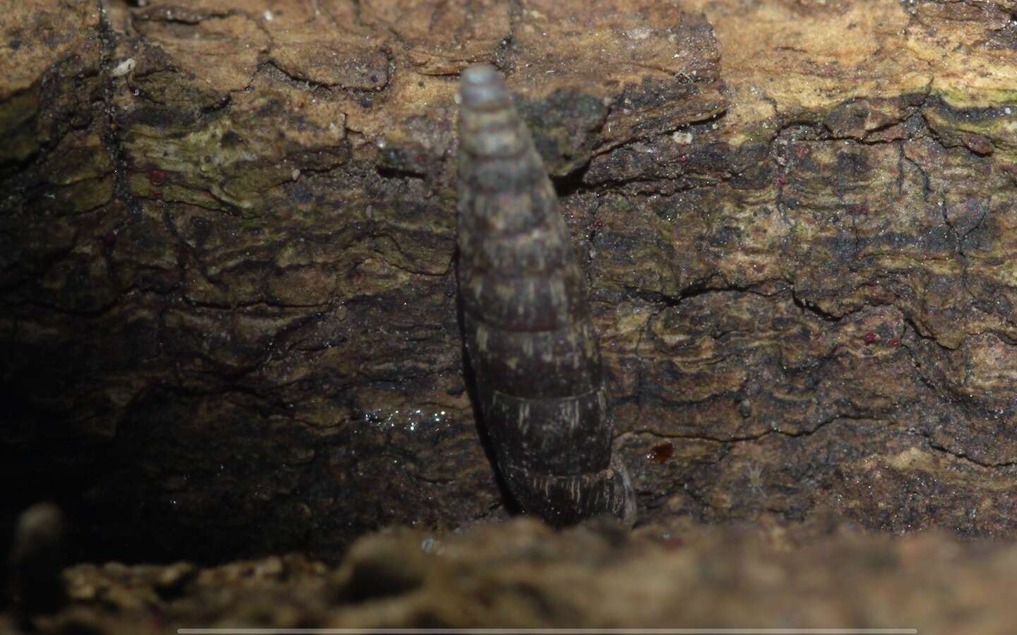 Image of two-toothed door snail