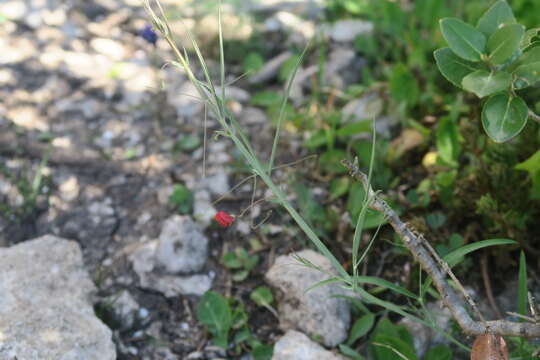 Lathyrus setifolius L.的圖片