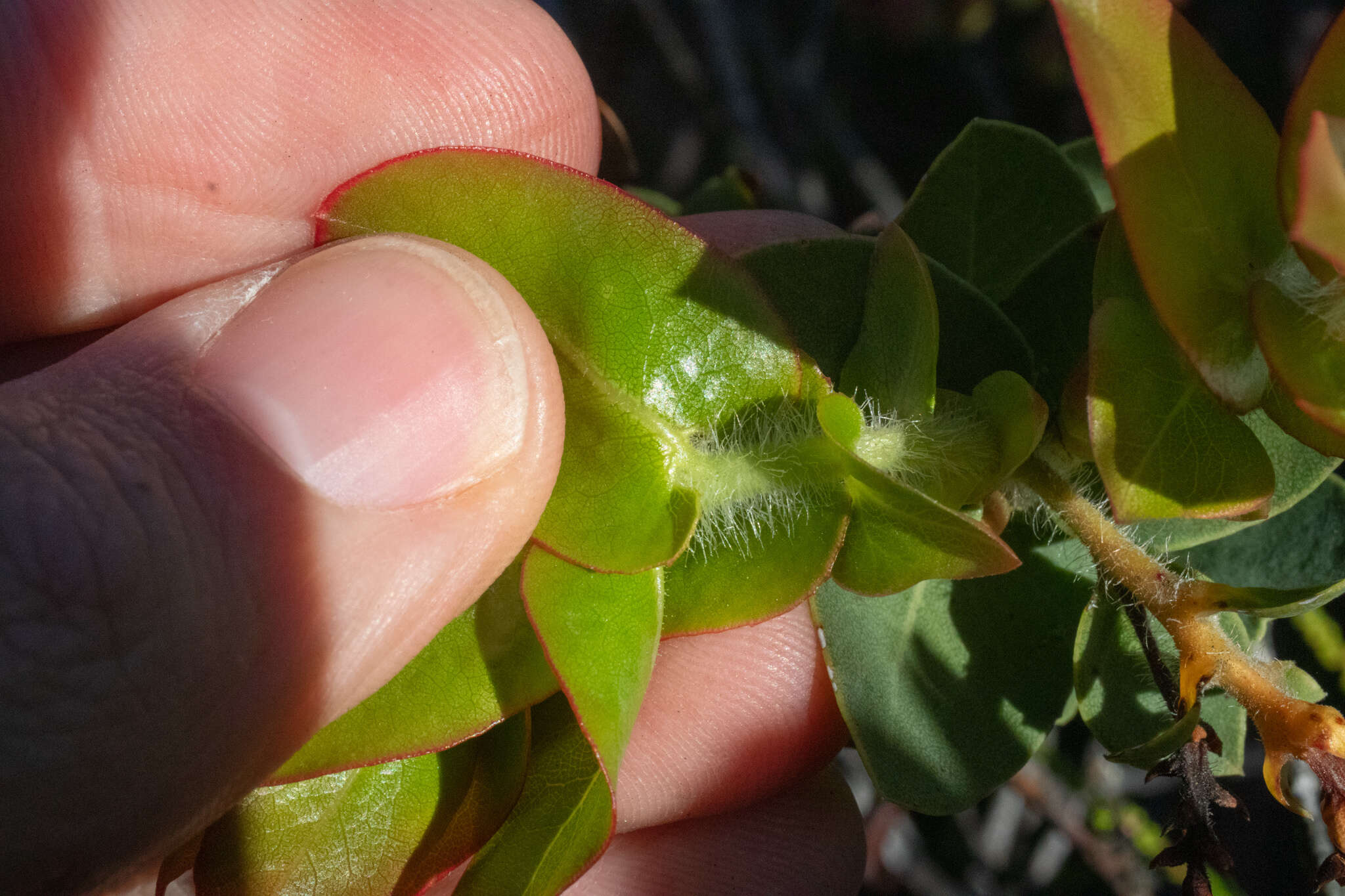 Слика од Arctostaphylos refugioensis Gankin