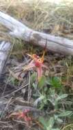 Caladenia caudata Nicholls resmi