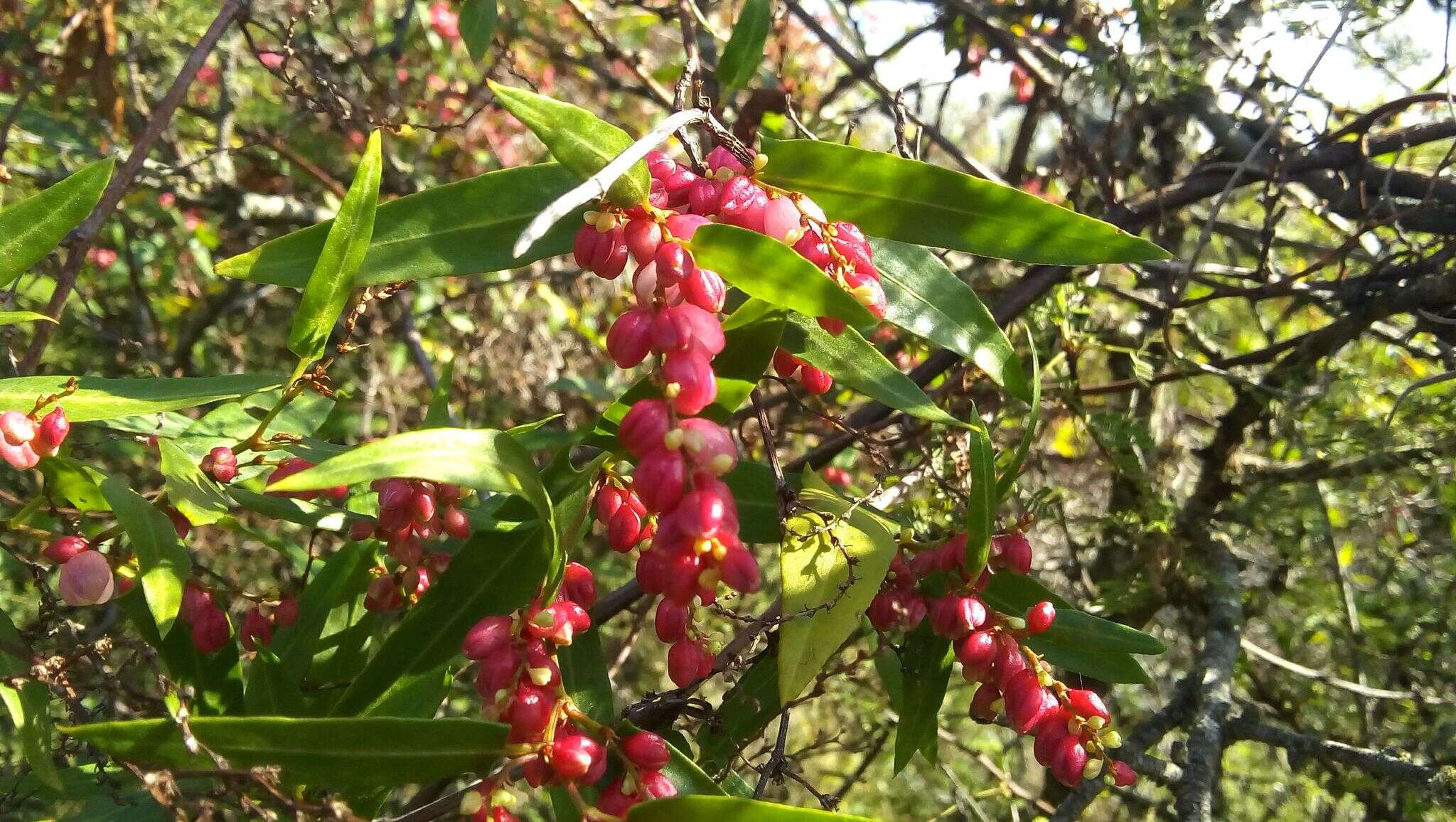 Image of Muehlenbeckia sagittifolia (Ortega) Meisn.