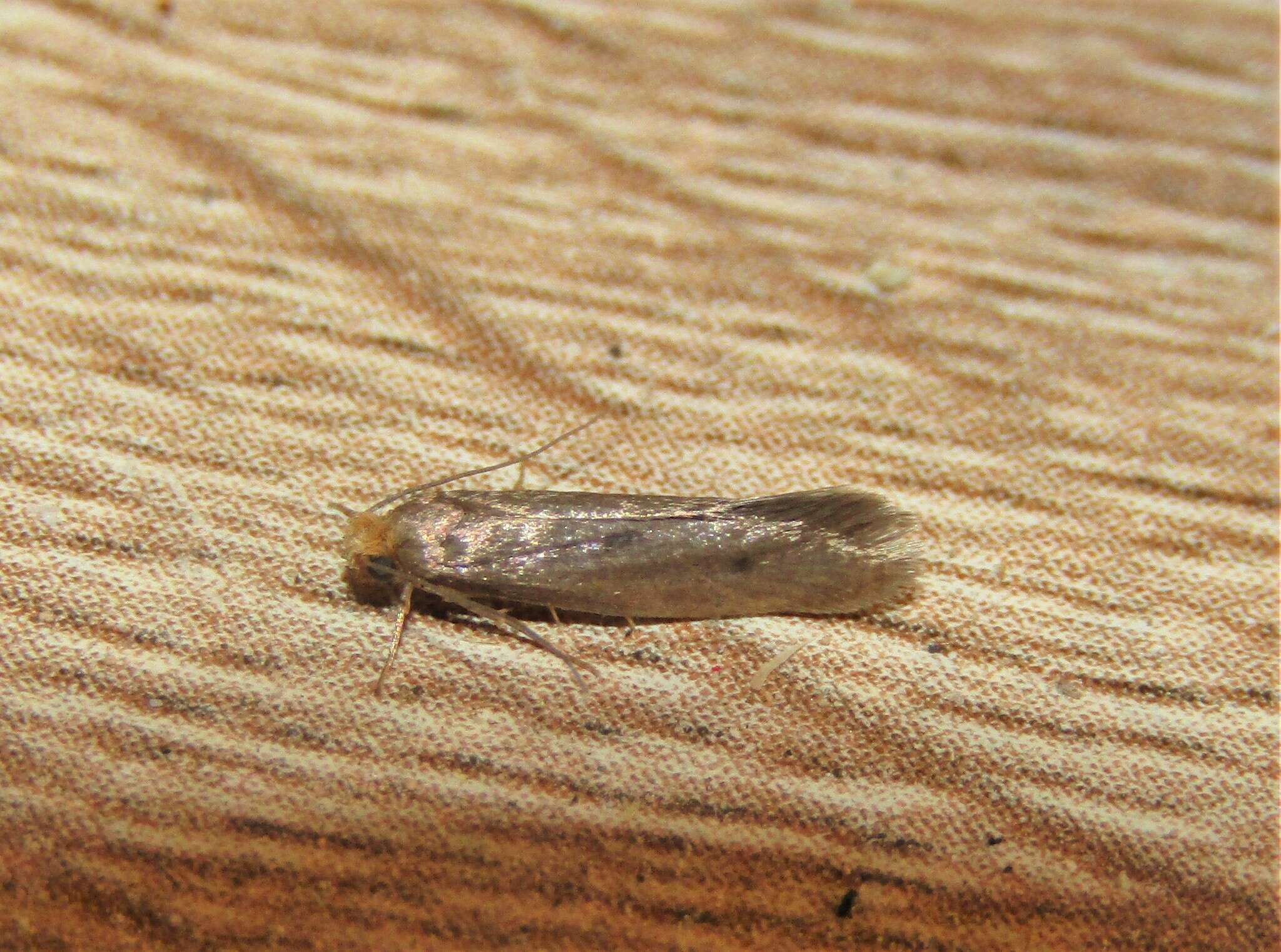 Image of case-bearing clothes moth