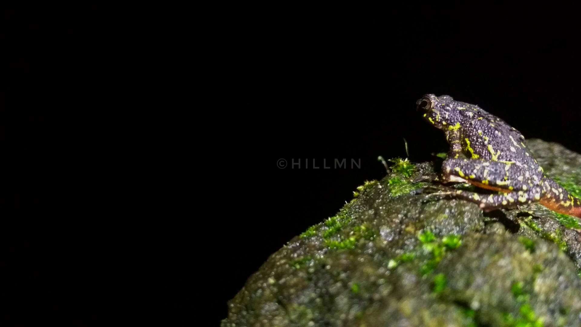 Image of Leptophryne javanica Hamidy, Munir, Mumpuni, Rahmania & Kholik 2018