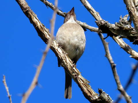 Crithagra gularis endemion (Clancey 1952)的圖片