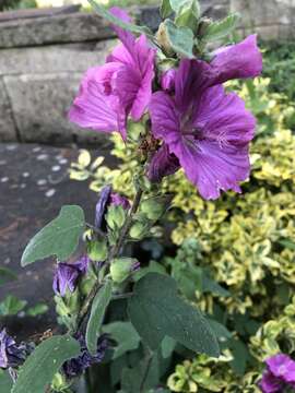 Image of <i>Malva clementii</i> (Cheek) Stace