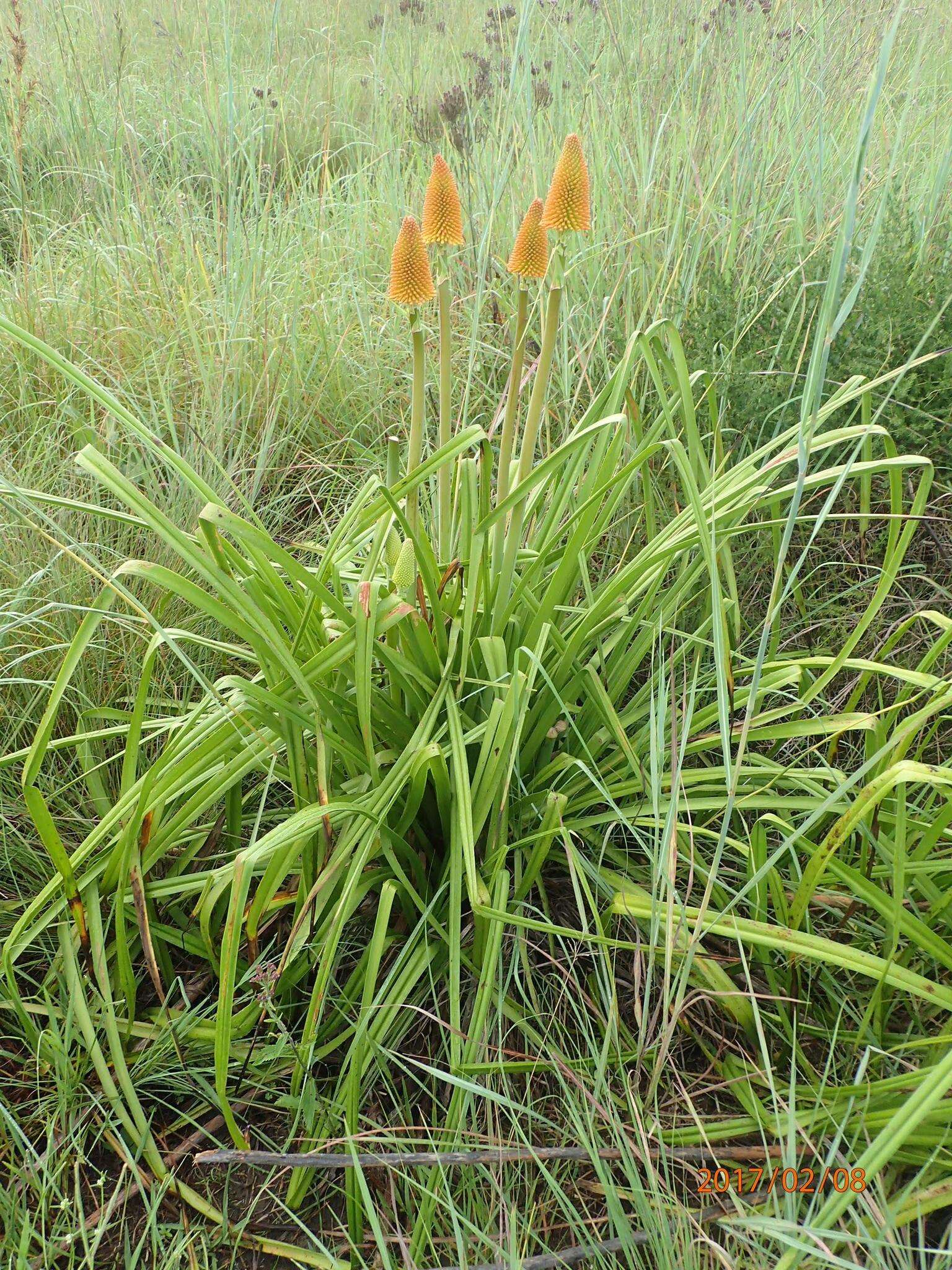 Image of Common red hot poker