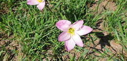 Image of Zephyranthes carinata Herb.