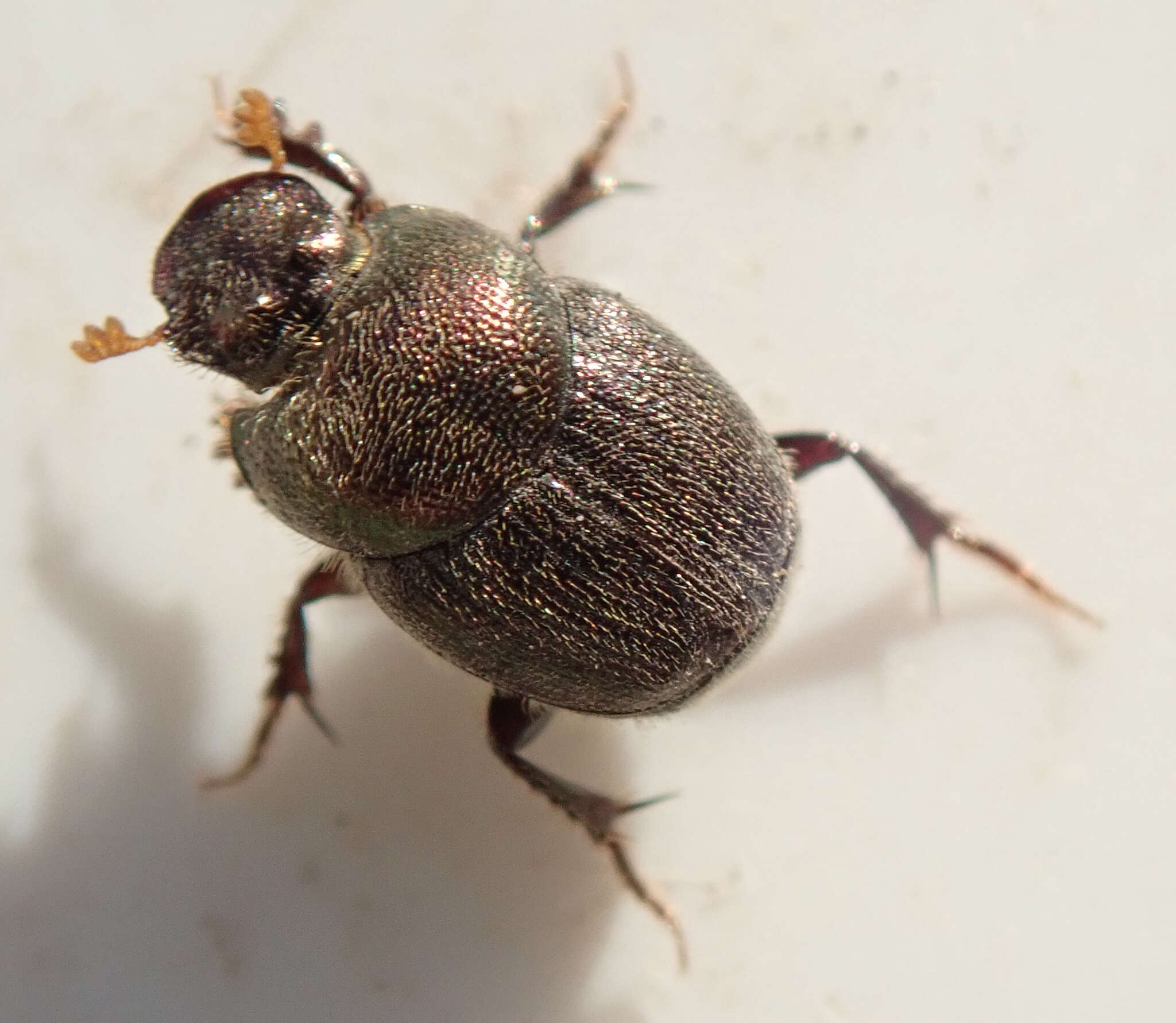 Image of Onthophagus aeruginosus Roth 1851