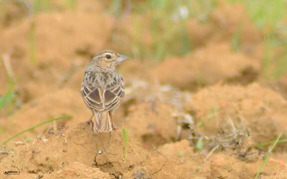 Image of Bengal Bush Lark