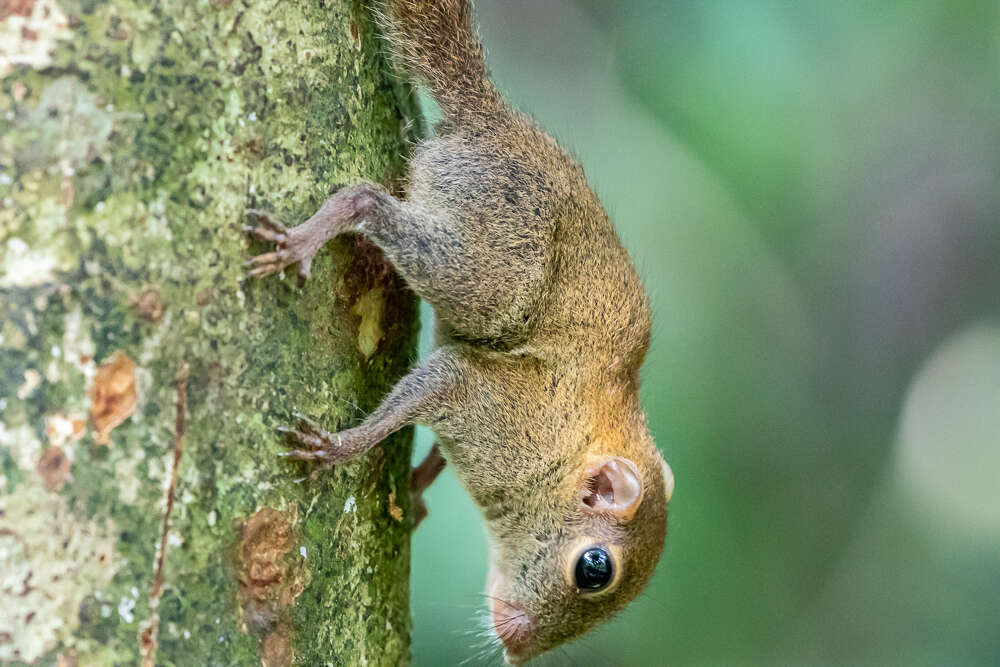 Image of Asian pygmy squirrel