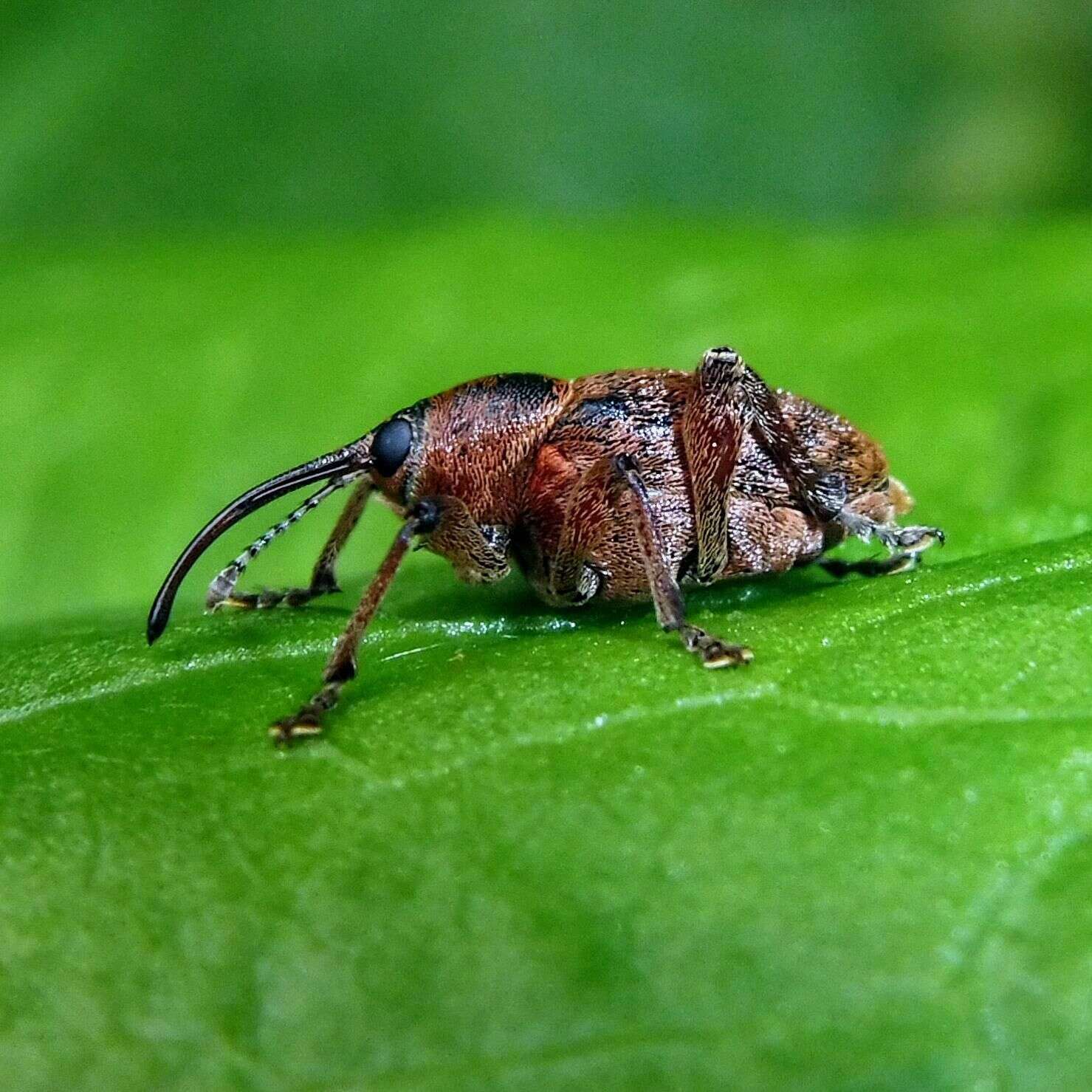 Image of Acorn weevil