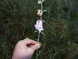 Image of African foxglove