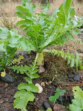 Image of cultivated radish