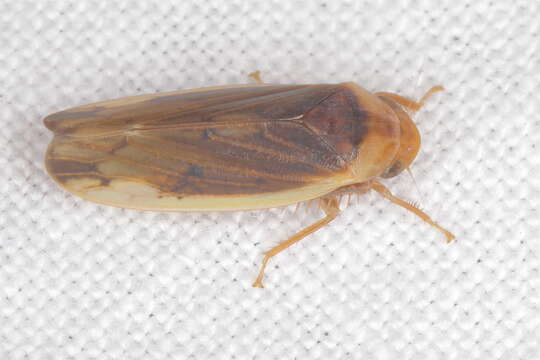 Image de <i>Ponana limbatipennis</i>