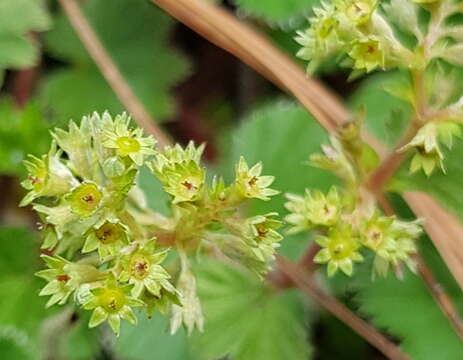 Image of Lachemilla pectinata (Kunth) Rothm.