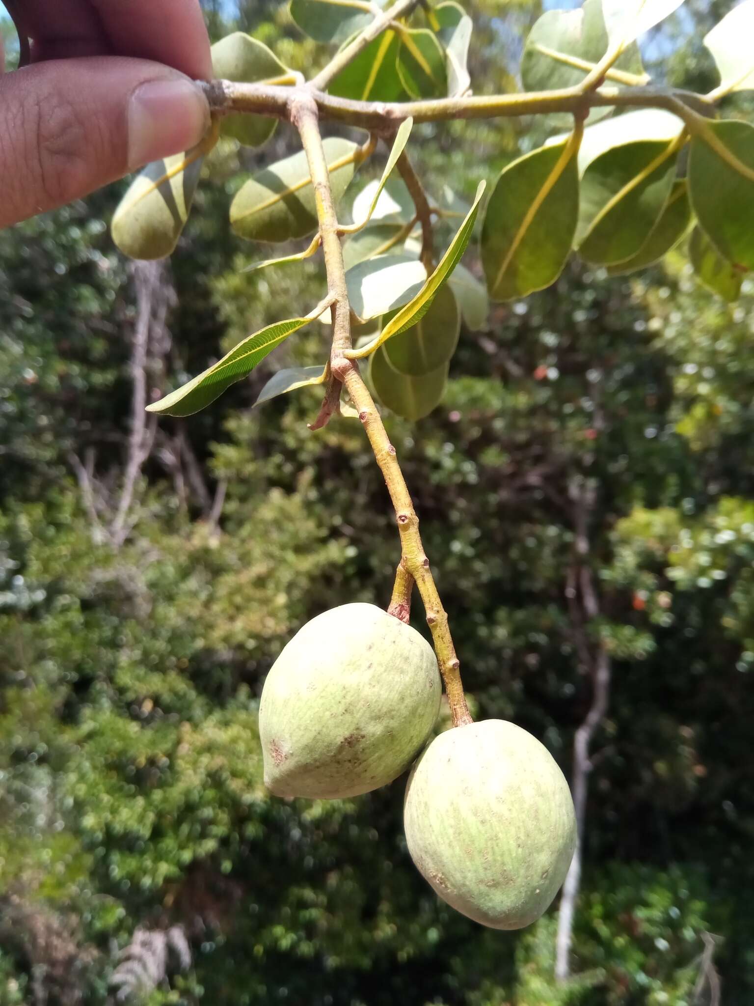 Image of Calophyllum milvum P. F. Stevens