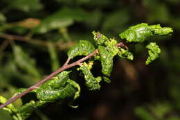 Слика од Brachycaudus (Brachycaudus) helichrysi (Kaltenbach 1843)